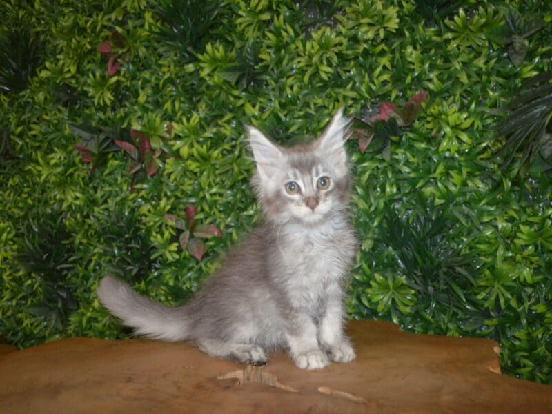 CHATON MAINE COON LOOF