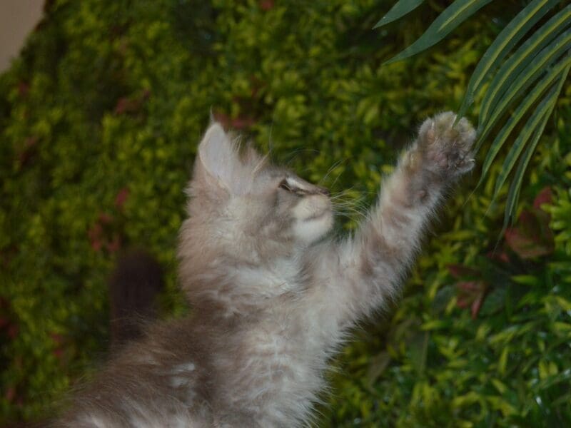 CHATON MAINE COON LOOF