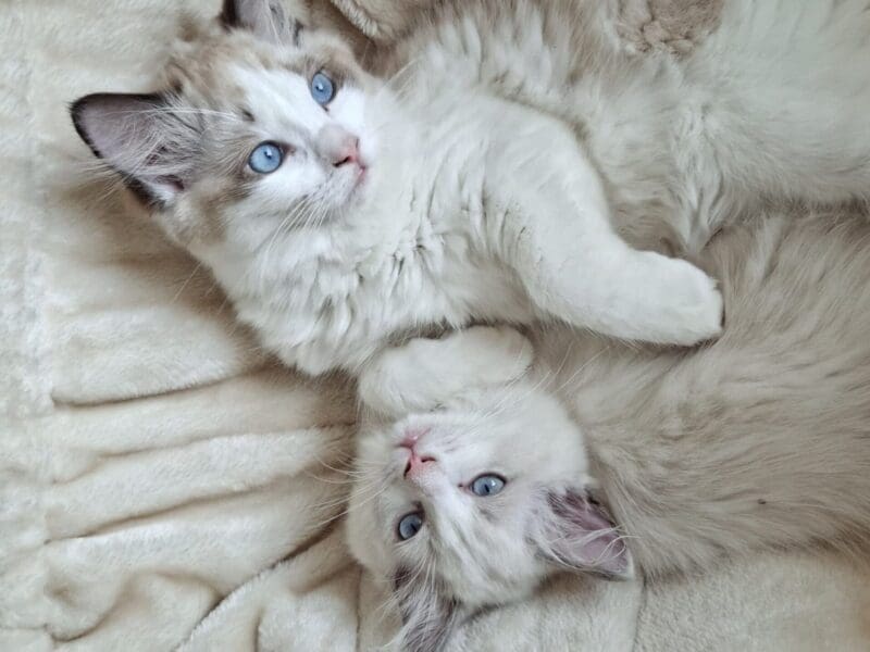 Ragdoll femelle Blue Bicolore