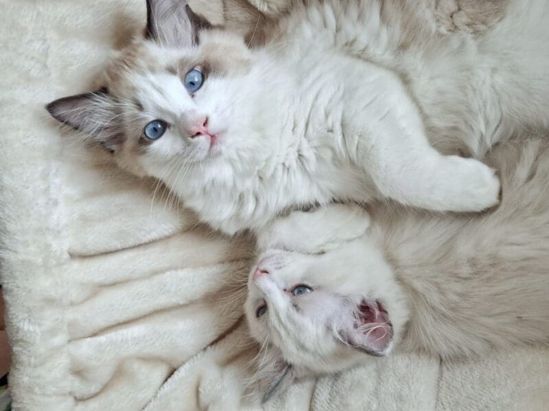 Ragdoll Seal Bicolore