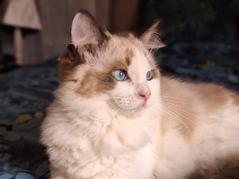 Ragdoll Seal Bicolore