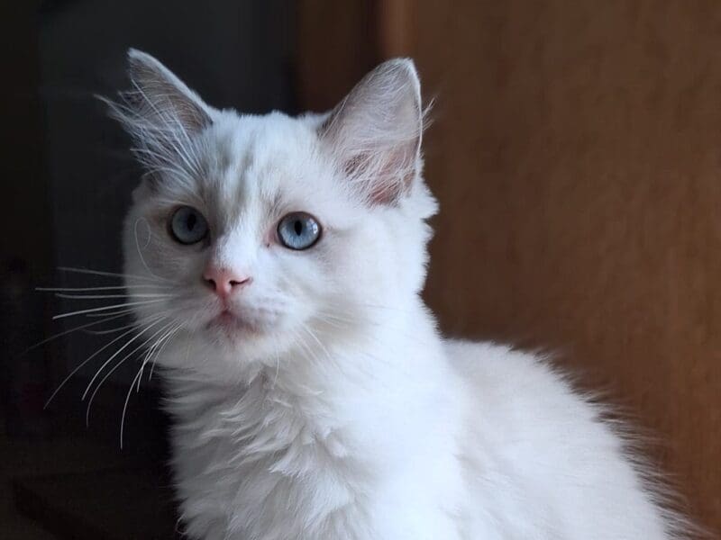 Ragdoll femelle Blue Bicolore