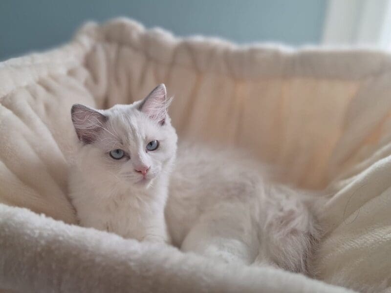 Ragdoll femelle Blue Bicolore