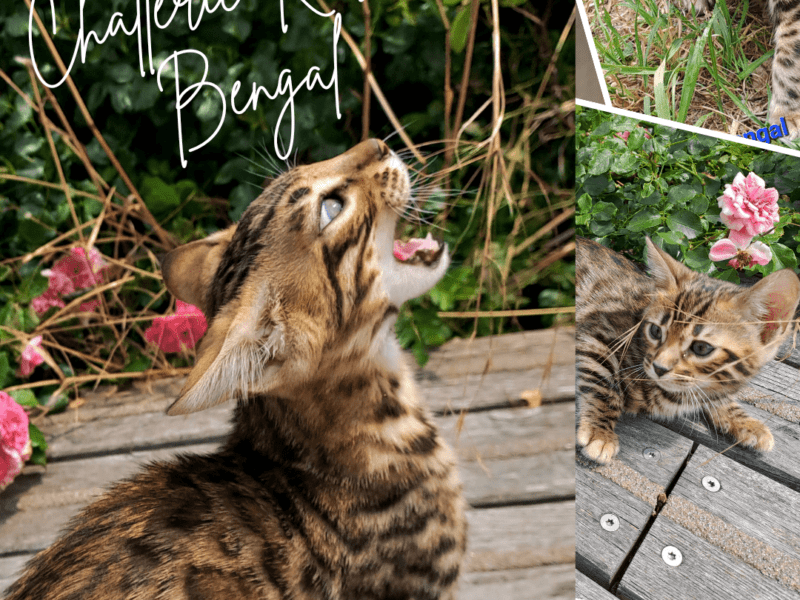 Una : Bengal brown tabby