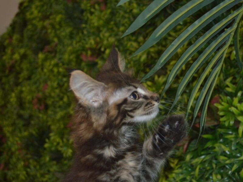 CHATON MAINE COON