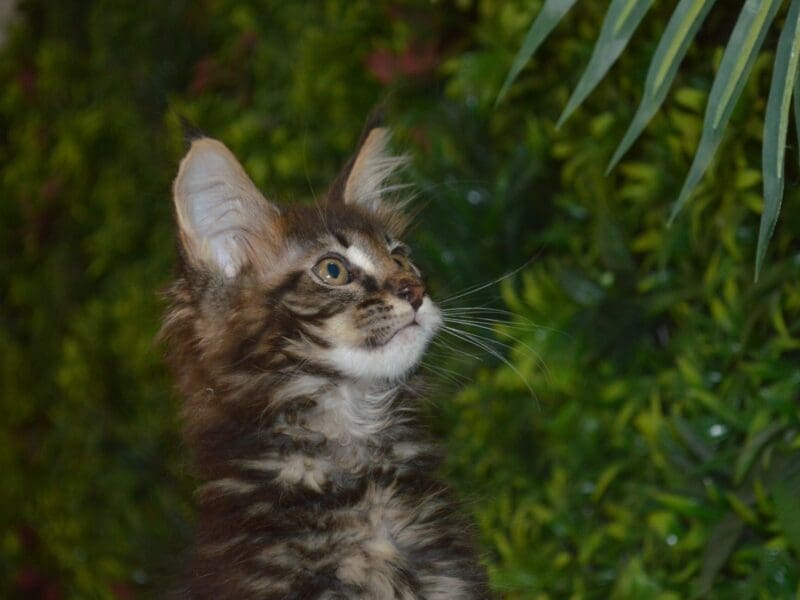 CHATON MAINE COON