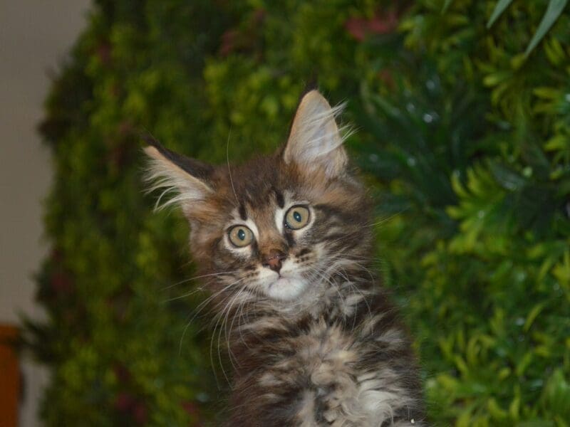 CHATON MAINE COON