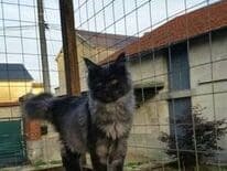MAINE COON FEMELLE LOOF