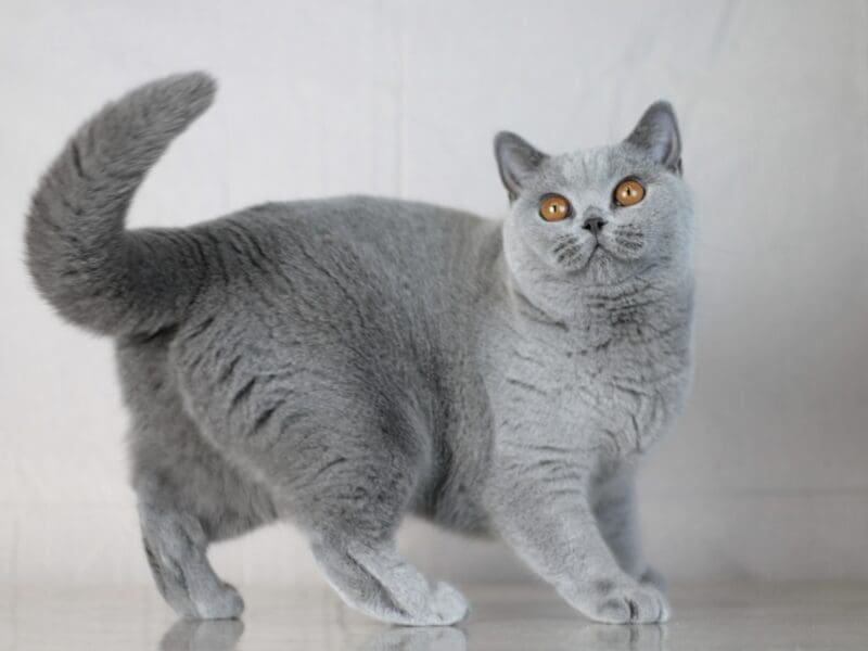 Blue British shorthair girl (super gentle baby)