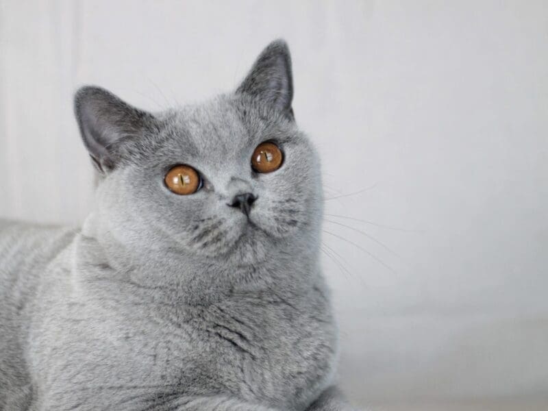 Blue British shorthair girl (super gentle baby)