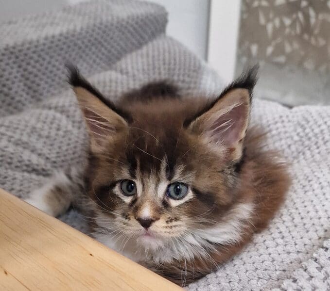 Chatons Maine coon à réserver