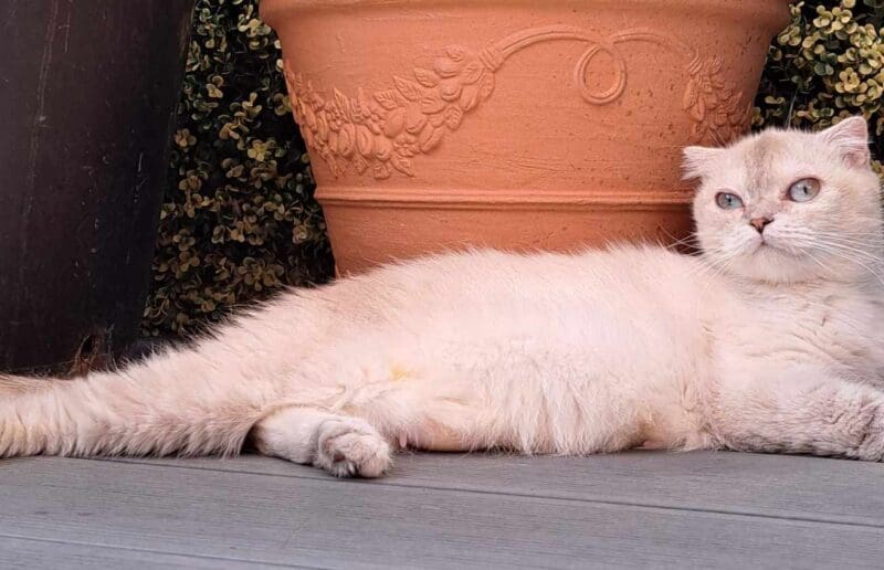 Chatte retraitée scottish fold