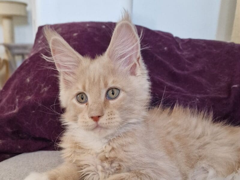 Chatons Maine coon à réserver