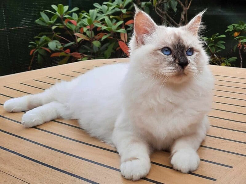 Chatte retraitée sacrée de Birmanie