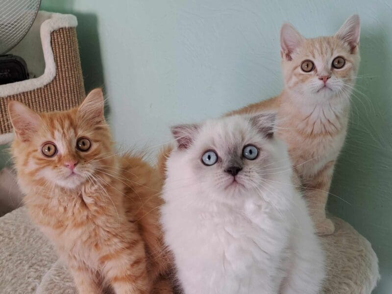 Chaton highland straight