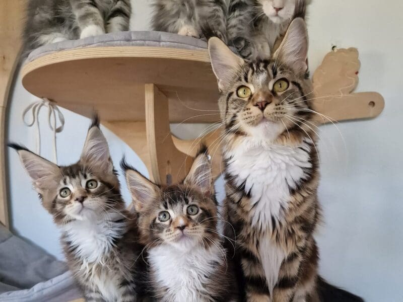 Chatons Maine coon à réserver