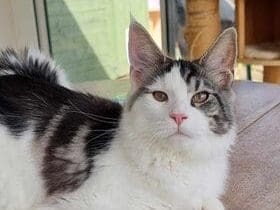 Chaton Maine Coon