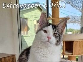 Chaton Maine Coon