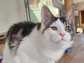 Chaton Maine Coon
