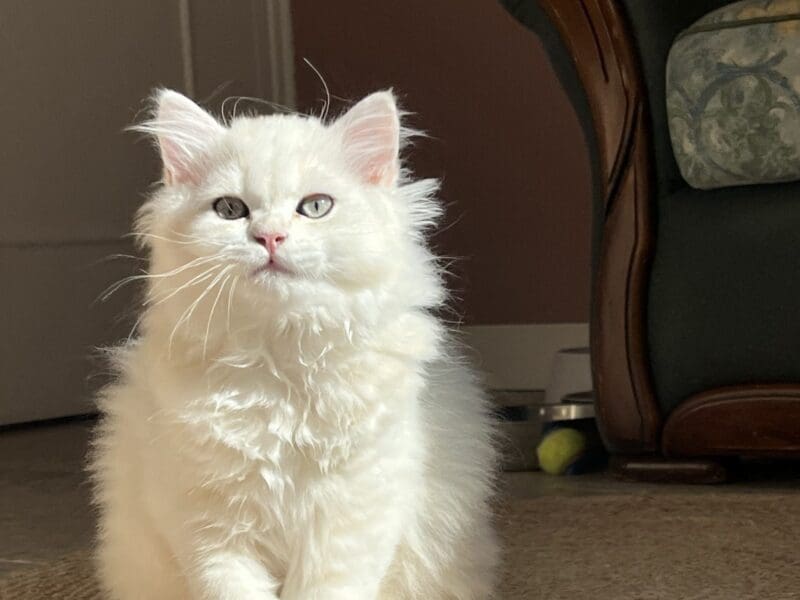 British longhair sunshine