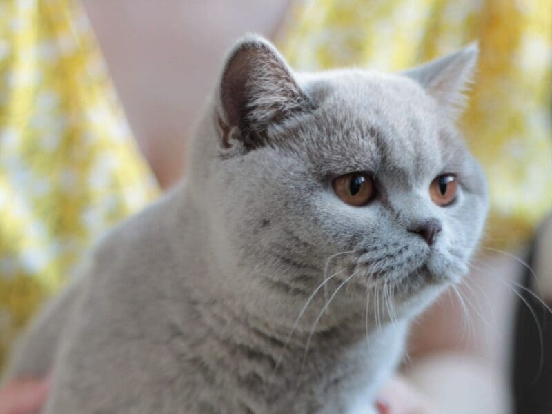 British shorthair lilac girl