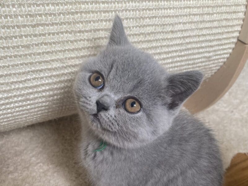 A réserver chatons british shorthair LOOF