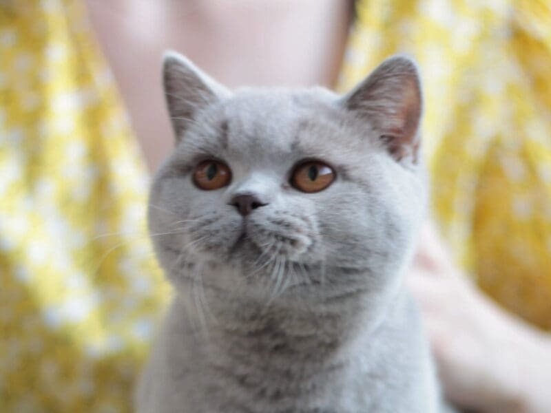 British shorthair lilac girl