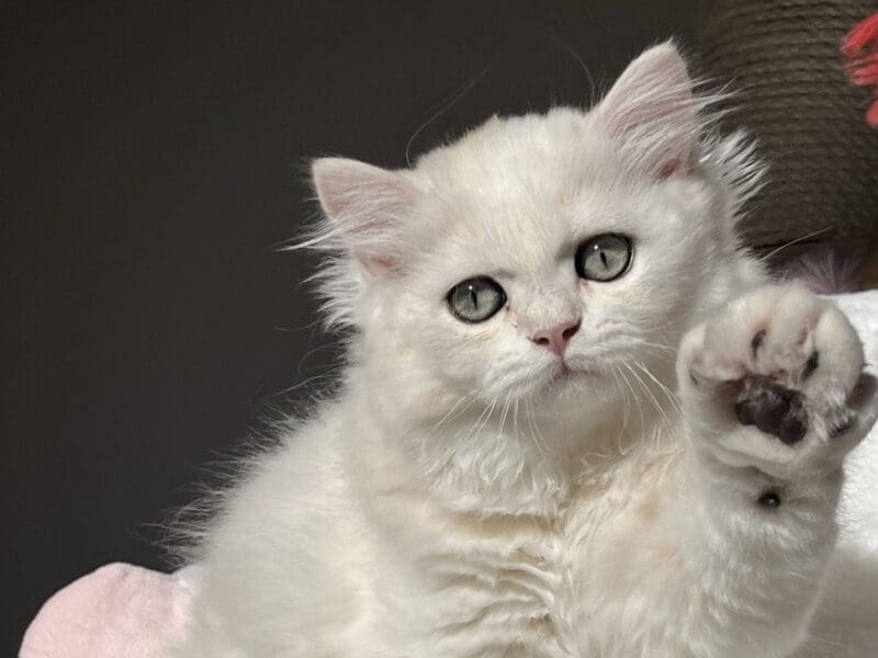 British longhair sunshine