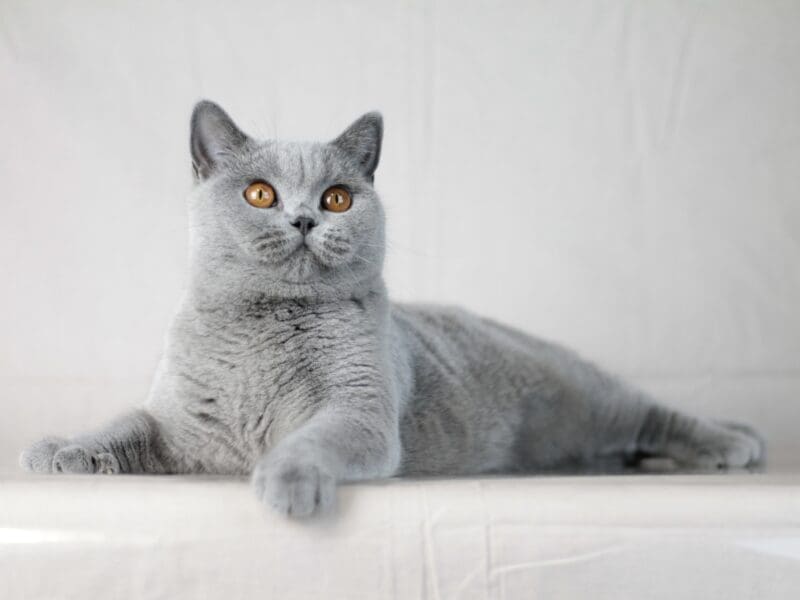 Blue British shorthair girl (super gentle baby)