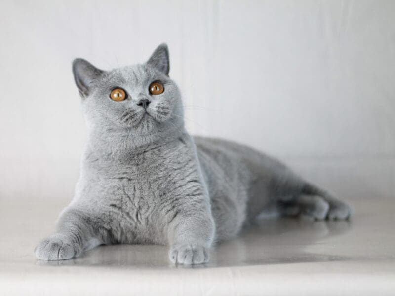 Blue British shorthair girl (super gentle baby)