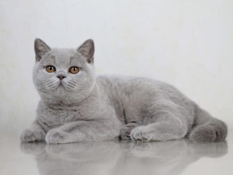 British shorthair lilac girl