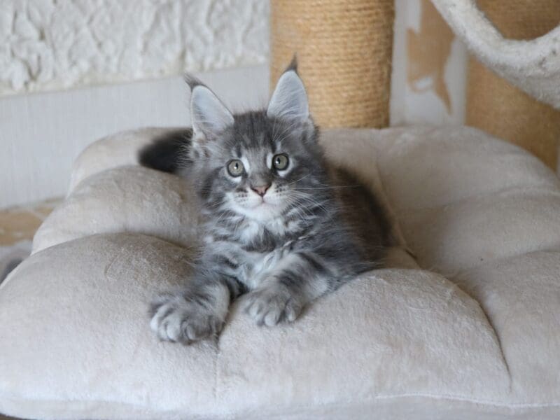 chatons maine coon LOOF mâles et femelles en Seine Maritime