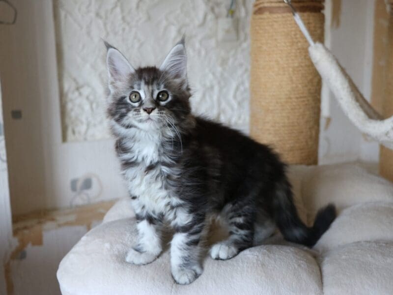 chatons maine coon LOOF mâles et femelles en Seine Maritime