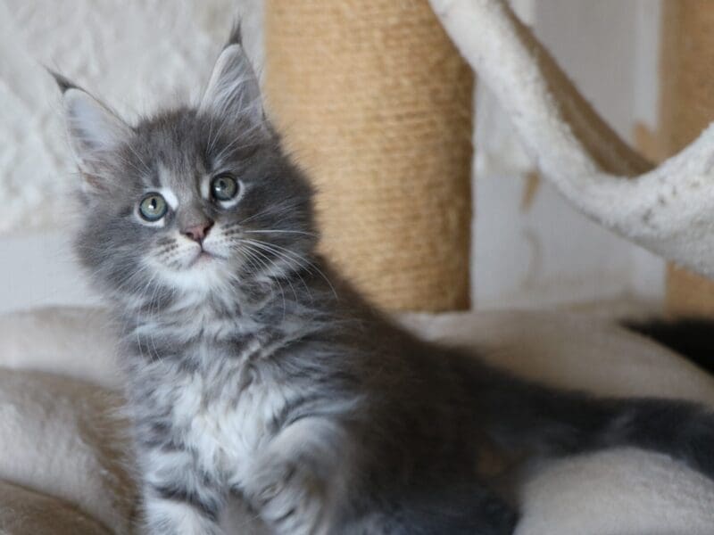 chatons maine coon LOOF mâles et femelles en Seine Maritime