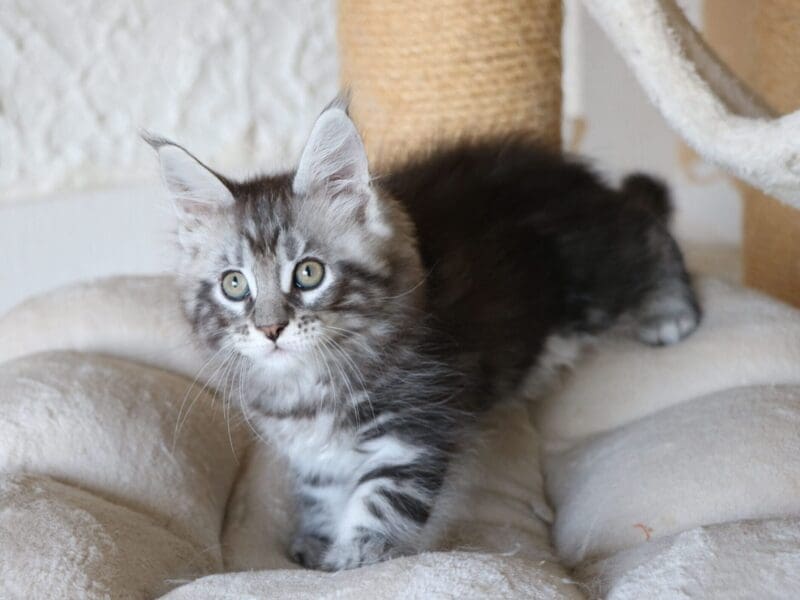 chatons maine coon LOOF mâles et femelles en Seine Maritime