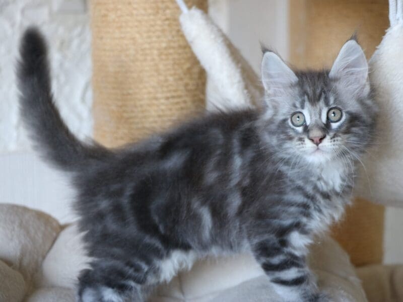 chatons maine coon LOOF mâles et femelles en Seine Maritime