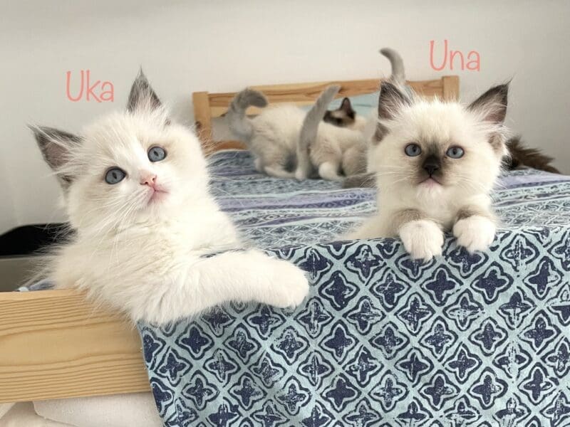 5 Magnifiques chatons Ragdoll