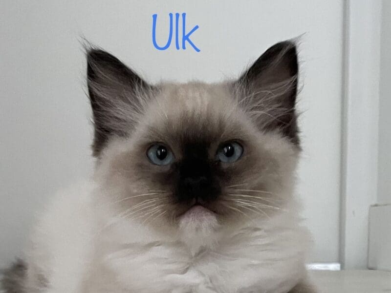 5 Magnifiques chatons Ragdoll