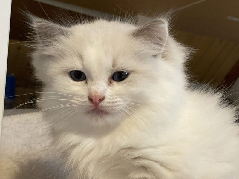 5 Magnifiques chatons Ragdoll