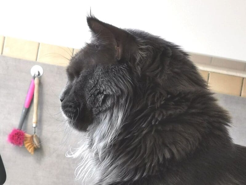 Maine Coon blue P