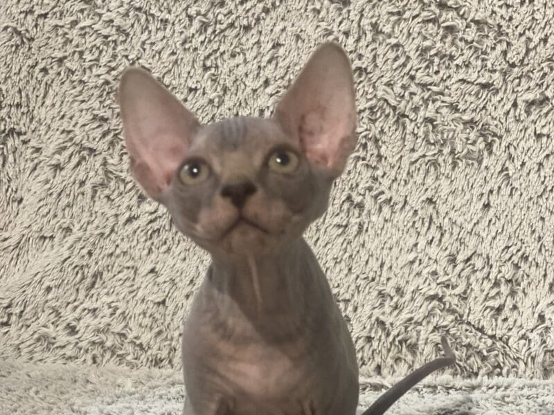 Chaton SPHYNX LOOF