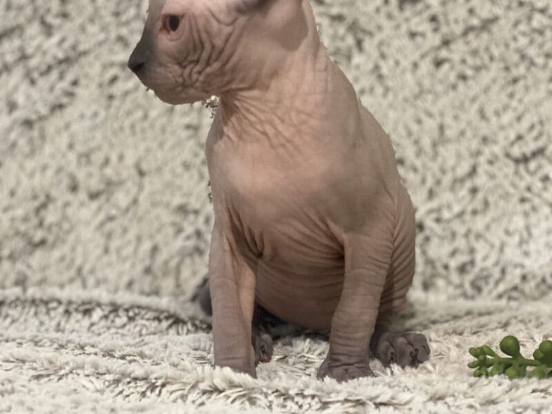 Chaton SPHYNX LOOF