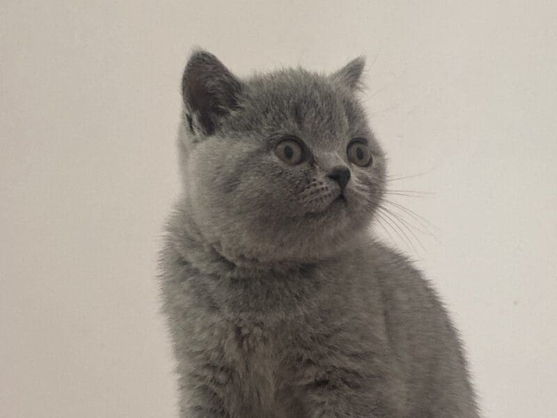 A réserver chatons british shorthair LOOF