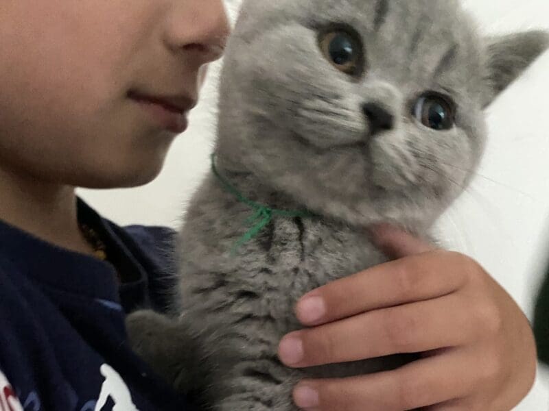 A réserver chatons british shorthair LOOF