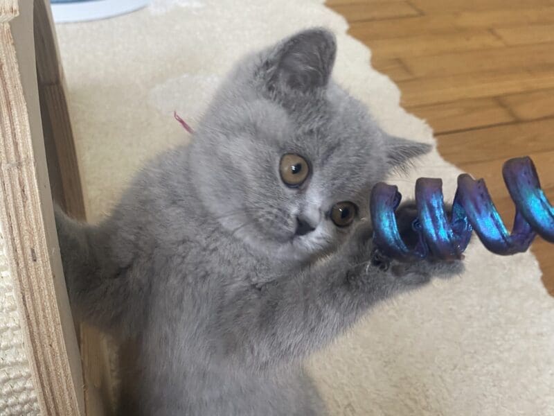 A réserver chatons british shorthair LOOF