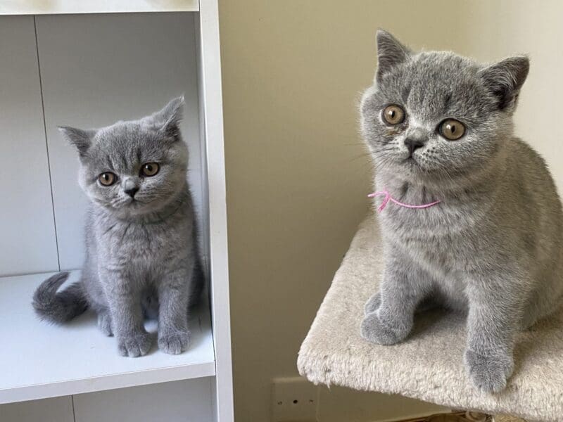 A réserver chatons british shorthair LOOF