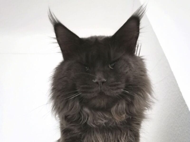 Maine Coon blue P