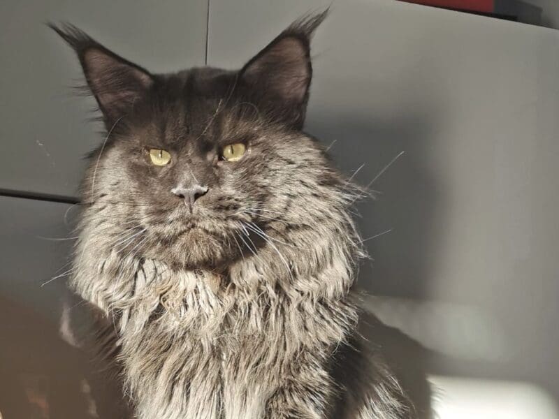 Maine Coon blue P