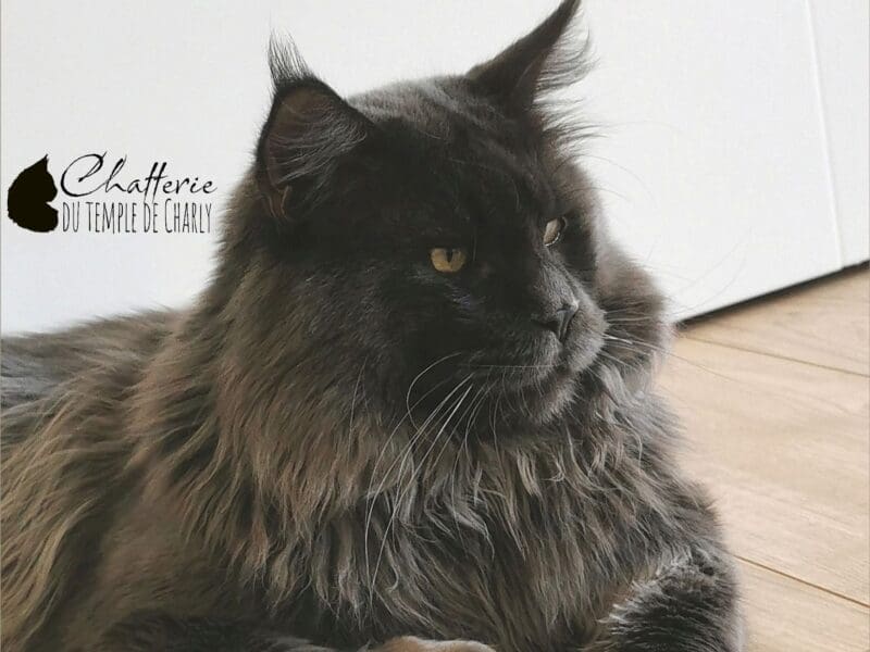 Maine Coon blue P