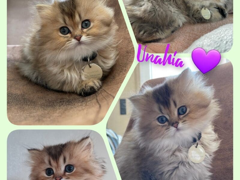 Unahia đź’ś Fifille Black Golden Shaded, yeux Vert